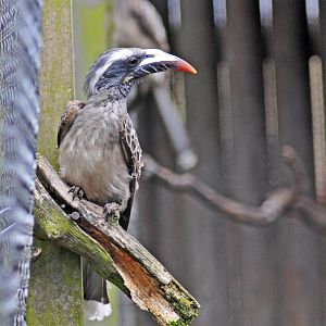African Grey Hornbill