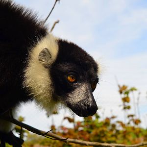 Black and White Ruffed Lemur (Varecia variegata)