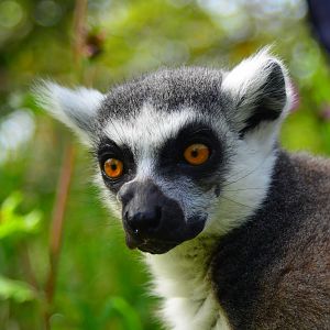Ring Tailed Lemur (Lemur Catta)