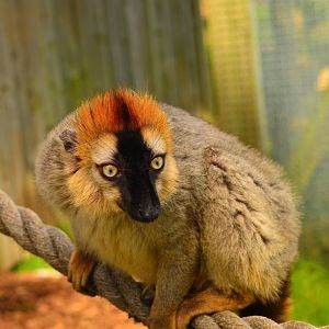 Red-fronted Brown Lemur (Eulemur rufifrons)