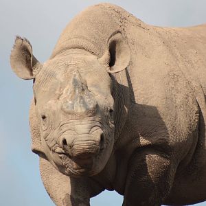 Help with Rhino ID please