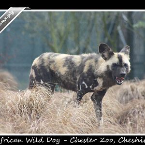 African Wild Dog