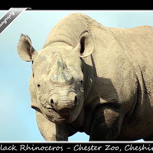 Black Rhino