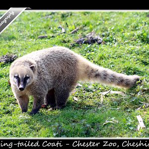 Ringtailed Coati