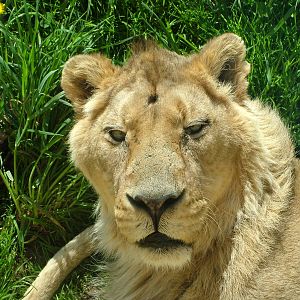Asian Lion at Cotswold WP, 12/05/12