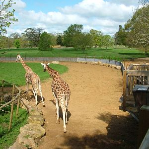 Giraffe Viewing Platform at Cotswold WP, 12/05/12