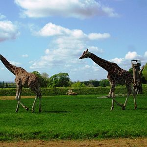 Giraffes at Cotswold WP, 12/05/12