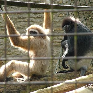 Lar Gibbon and Montane Purple-faced Langur at Cotswold WP, 12/05/12