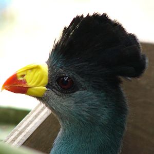Great Blue Turaco at Cotswold WP, 12/05/12
