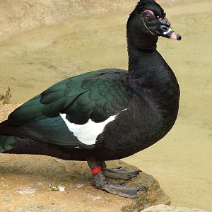 Wild-form Muscovy Duck at Cotswold WP, 12/05/12