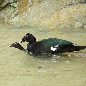 Wild-form Muscovy Ducks at Cotswold WP, 12/05/12
