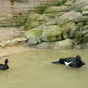 Wild-form Muscovy Ducks at Cotswold WP, 12/05/12