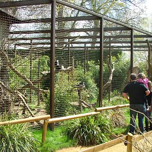 Belted Ruffed Lemur Exhibit at Cotswold WP, 12/05/12