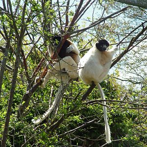 Crowned Sifakas at Cotswold WP, 12/05/12