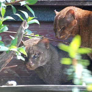 Jaguarundis at Cotswold WP, 12/05/12
