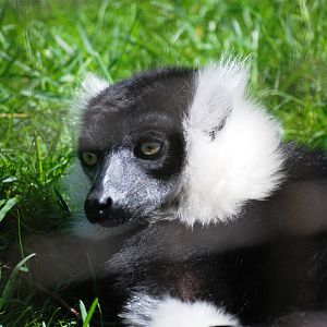 Belted Ruffed Lemur at Cotswold WP, 12/05/12