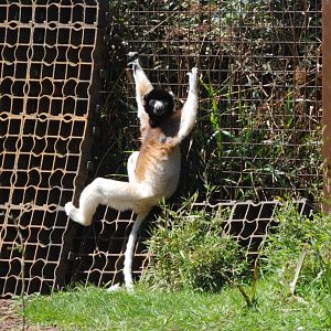 Crowned Sifaka at Cotswold WP, 12/05/12