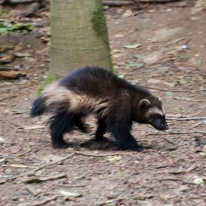 Juvenile Wolverine at Cotswold WP, 12/05/12