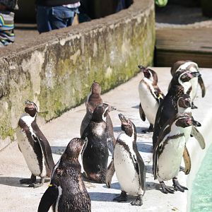 Humboldt Penguins at Cotswold WP, 12/05/12