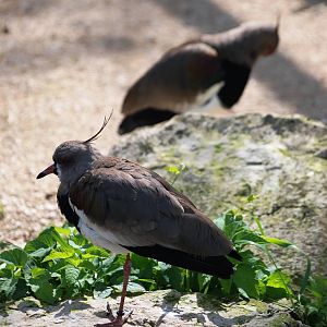 Southern Lapwings at Cotswold WP, 12/05/12