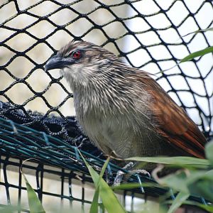 White-browed Coucal at Cotswold WP, 12/05/12