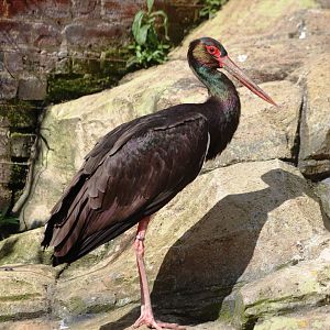 Black Stork at Cotswold WP, 12/05/12
