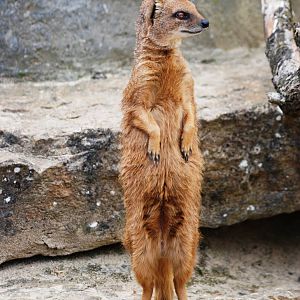 Yellow Mongoose at Cotswold WP, 12/05/12