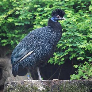 Crested Guinea Fowl at Cotswold WP, 12/05/12