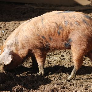 Oxford Sandy-and-Black Pig at Cotswold WP, 12/05/12