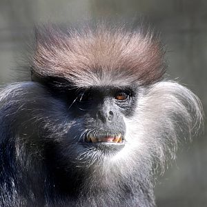 Montane Purple-faced Langur at Cotswold WP, 12/05/12