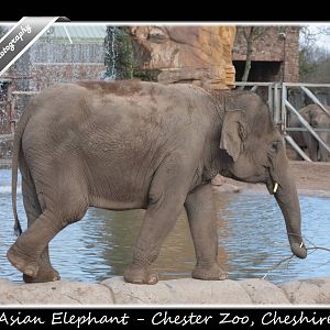 Asian Elephant