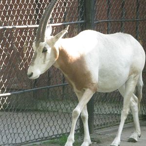 Scimitar-horned Oryx