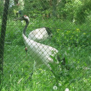 Red crowned Crane