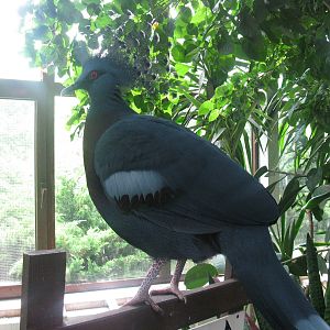 Victoria crowned Pidgeon