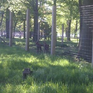 Moose Calves 1 - 25/05/12