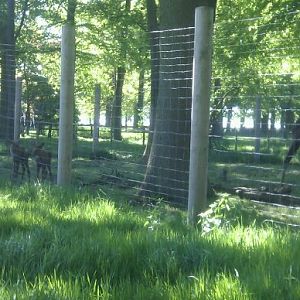 Moose Calves 2 -25/05/12