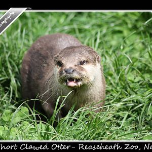 Asian Short Clawed Otter