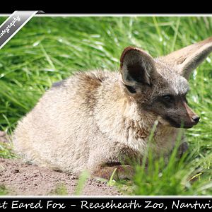 Bat Eared Fox