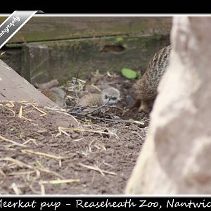 Meerkat pup