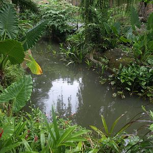 Moat around Asian lion enclosure