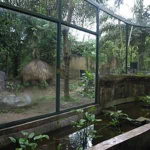 Sumatran tiger enclosure