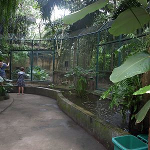 Sumatran tiger enclosure