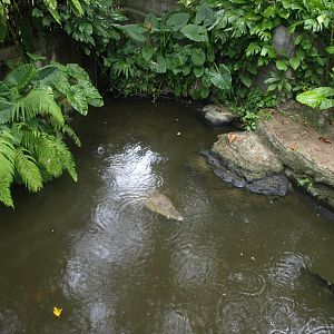 Estuarine crocodiles