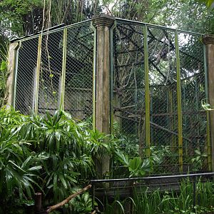 Enclosure for Silvery gibbons