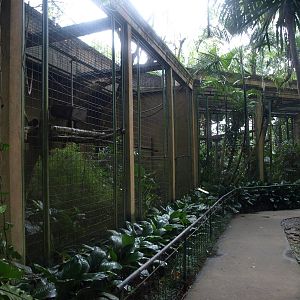 Gibbon enclosures