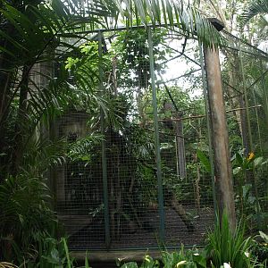 Aviary for Green peacocks