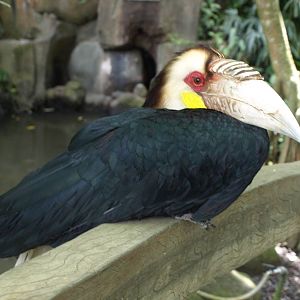 Male Wreathed hornbill