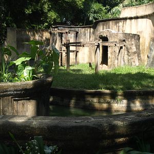 Orangutan enclosure