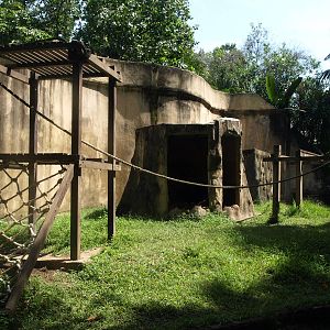 Orangutan enclosure