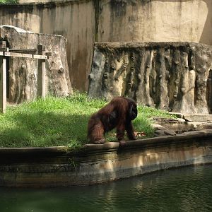 Orangutan enclosure